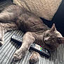 Blu joined the competition — help win amazing prizes! cat, gray_cat, remote_control, couch, pillow, indoor, pet, feline, relaxing, cozy, furniture, striped_couch, paw, animal, home, resting, looking, soft_texture, lazy, domestic_animal