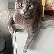 Blu joined the competition — help win amazing prizes! cat, gray_cat, pet, animal, indoor, kitchen, countertop, relaxed, lounging, paw, curious, feline, domestic_cat, household, container, trash_bin, closeup, portrait, fur, whiskers