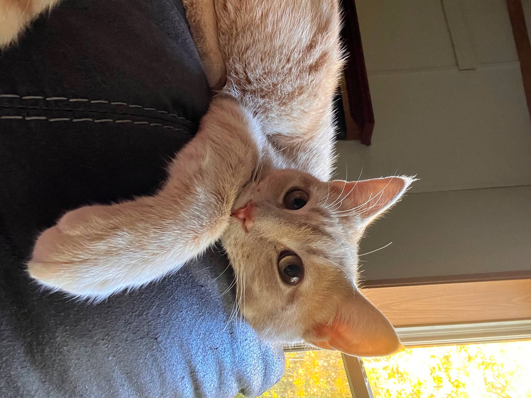 Cardi joined the competition — help win amazing prizes! carnivore, cat, domestic_short_haired_cat, ear, event, eye, eyelash, fawn, felidae, fur, head, paw, small_to_medium_sized_cats, snout, tail, terrestrial_animal, tree, whiskers, wood