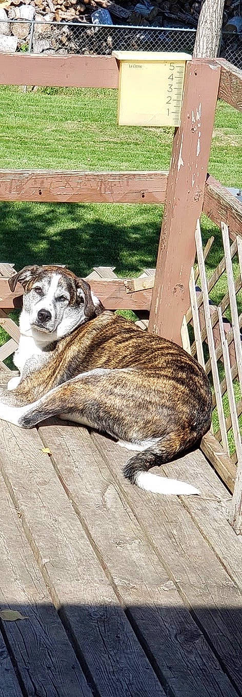Scout is registered to the contest to win money with this photo: canidae, carnivore, catahoula_bulldog, dog, dog_breed, louisiana_catahoula_leopard_dog, mammal, mountain_cur, rafeiro_do_alentejo, treeing_tennessee_brindle, vertebrate