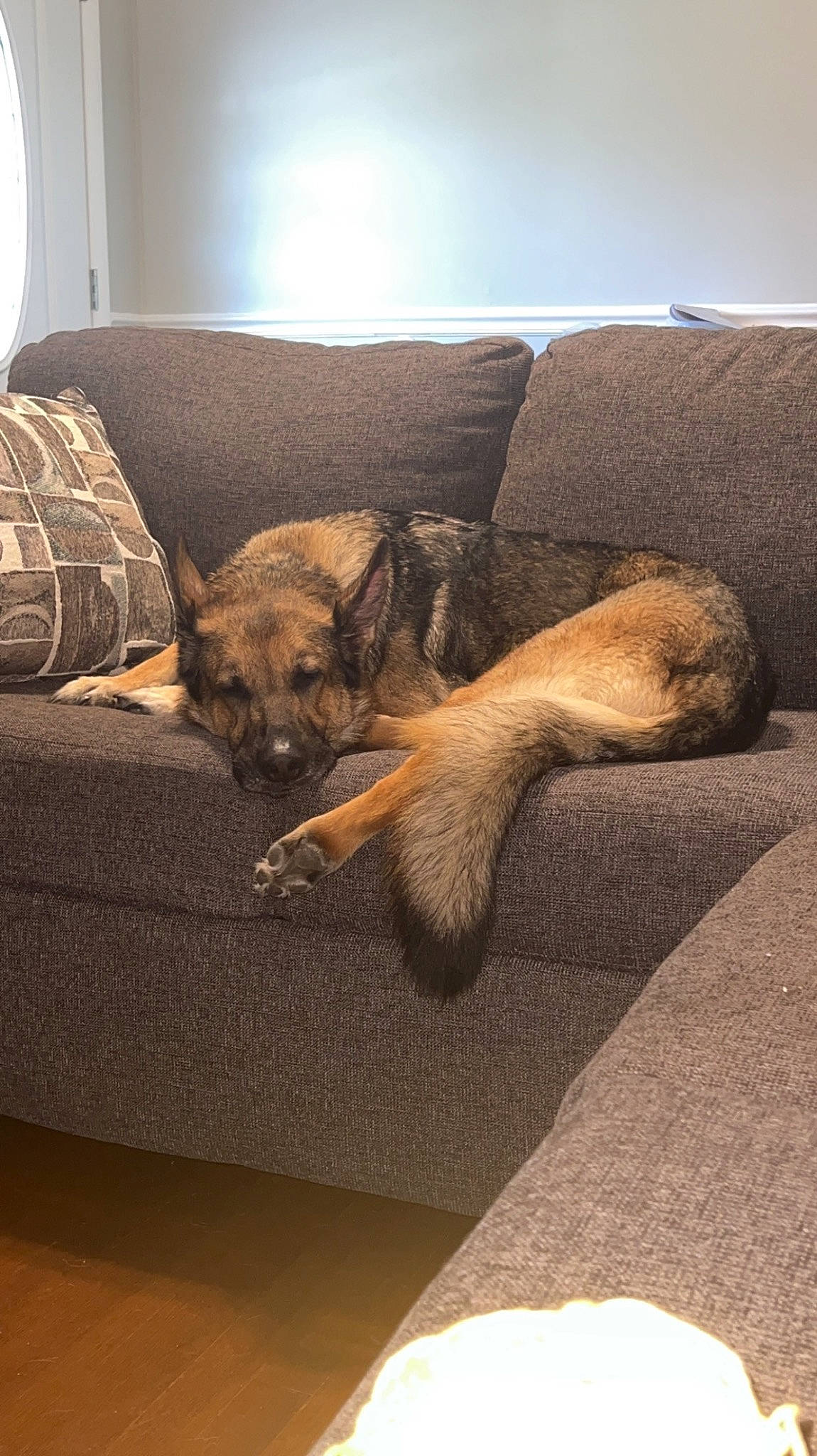 Dixie is registered to the contest to win money with this photo: brown, carnivore, comfort, companion_dog, couch, dog, dog_breed, fawn, felidae, floor, flooring, fur, hardwood, linens, living_room, room, sporting_group, studio_couch, tints_and_shades, wood