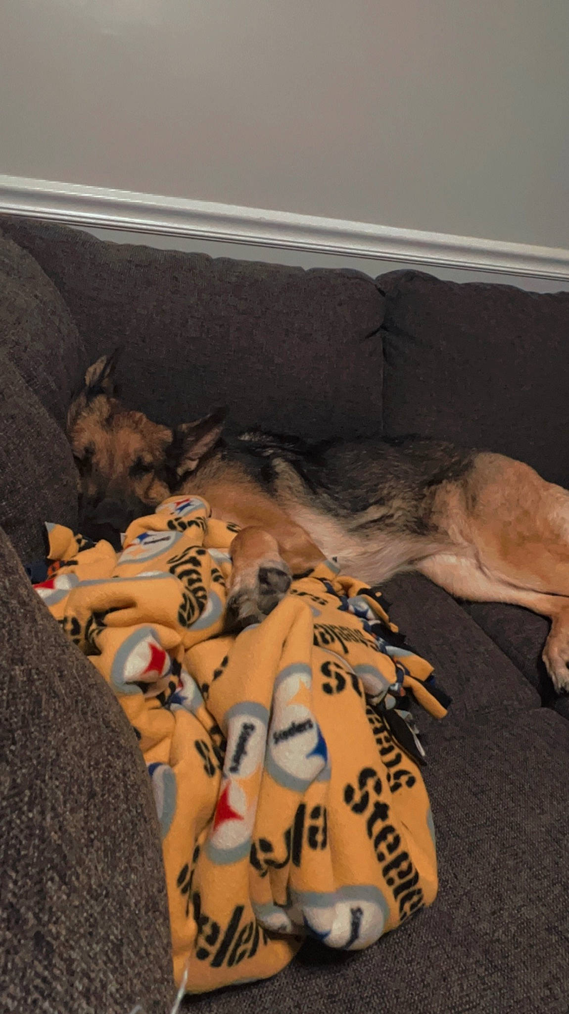 Dixie is registered to the contest to win money with this photo: canidae, carnivore, comfort, companion_dog, couch, dog, dog_breed, fawn, felidae, flooring, fur, linens, paw, room, small_to_medium_sized_cats, sporting_group, stuffed_toy, tail, whiskers, wood