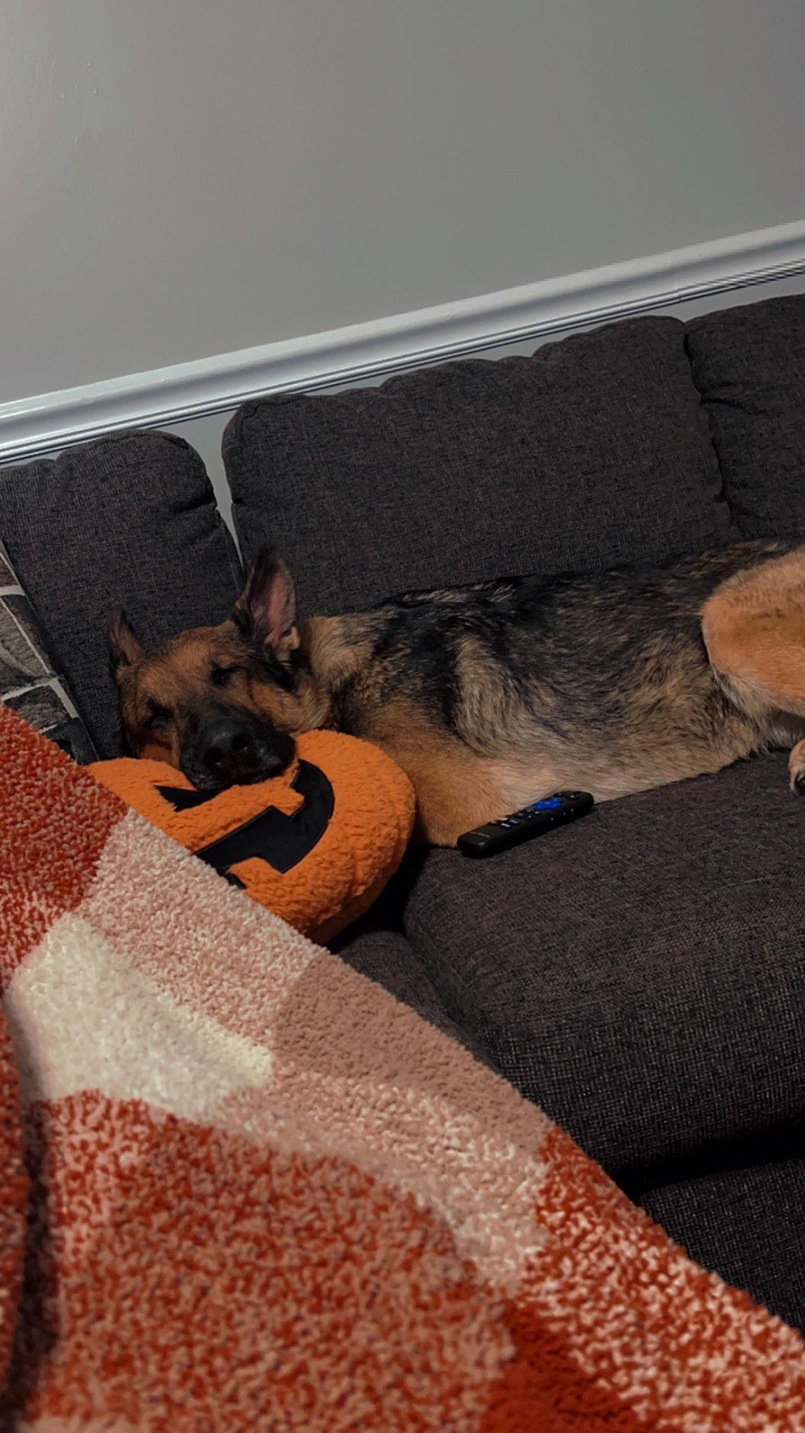 Dixie joined the competition — help win amazing prizes! carnivore, comfort, companion_dog, couch, dog, dog_breed, dog_supply, fawn, felidae, floor, flooring, fur, grey, linens, mammal, small_to_medium_sized_cats, tail, vertebrate, whiskers, wood