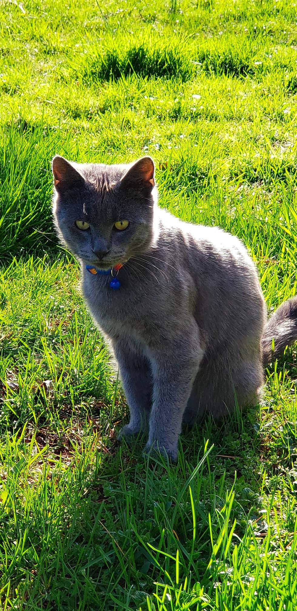 Lucky is registered to the contest to win money with this photo: carnivore, cat, domestic_short_haired_cat, electric_blue, eye, felidae, fur, grass, grass_family, groundcover, plant, russian_blue, sitting, small_to_medium_sized_cats, snout, tail, terrestrial_animal, tree, whiskers, wildlife