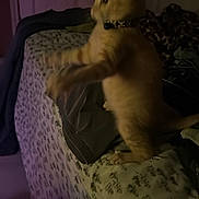 Bombon joined the competition — help win amazing prizes! animal, bed, blanket, blur, cat, collar, cute, dark, domestic_animal, feline, furniture, ginger_cat, indoor, motion_blur, night, paw, pet, room, sleeping_area, soft_lighting