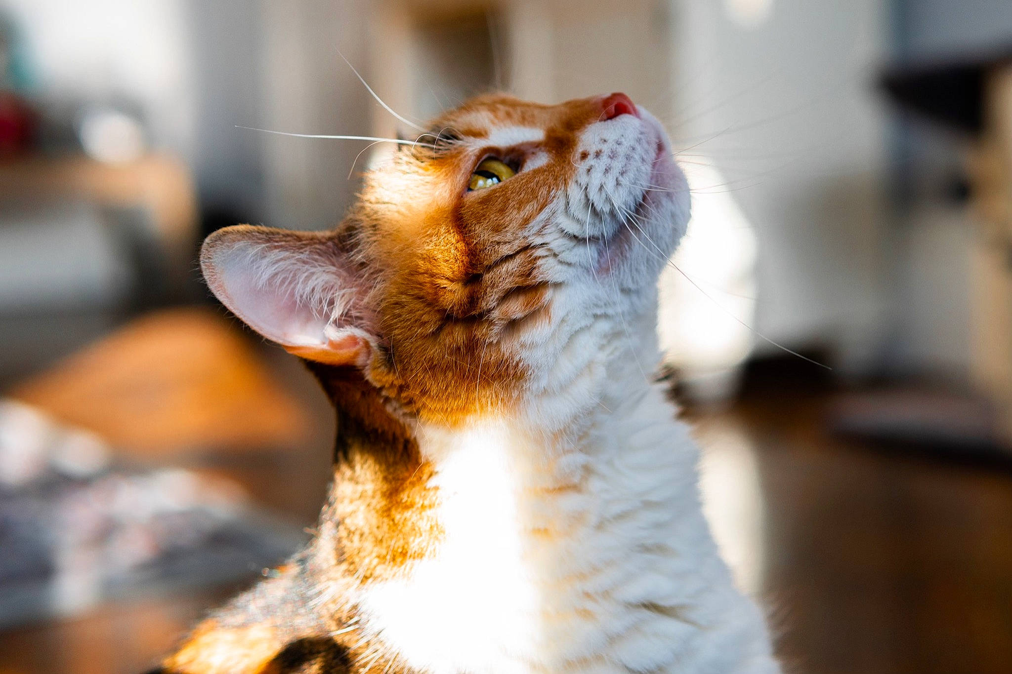 Sugar joined the competition — help win amazing prizes! canidae, carnivore, cat, claw, domestic_short_haired_cat, fang, felidae, fur, macro_photography, paw, small_to_medium_sized_cats, snout, tail, terrestrial_animal, whiskers, window, yawn