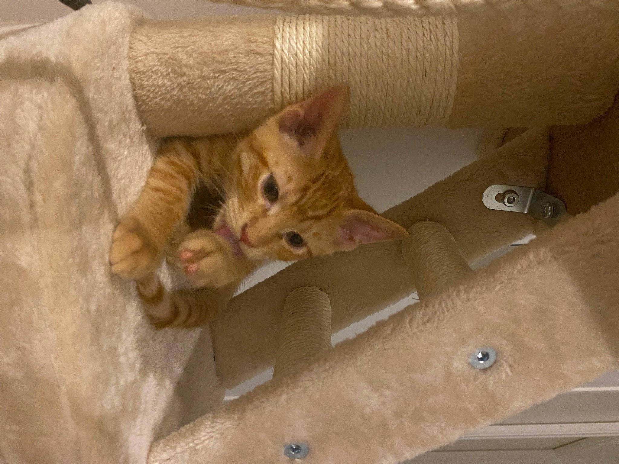 Taki participe au concours pour gagner de l'argent avec cette photo : box, cardboard, carnivore, carton, cat, comfort, domestic_short_haired_cat, fawn, felidae, fur, hardwood, package_delivery, packaging_and_labeling, packing_materials, paw, shipping_box, small_to_medium_sized_cats, tail, whiskers, wood