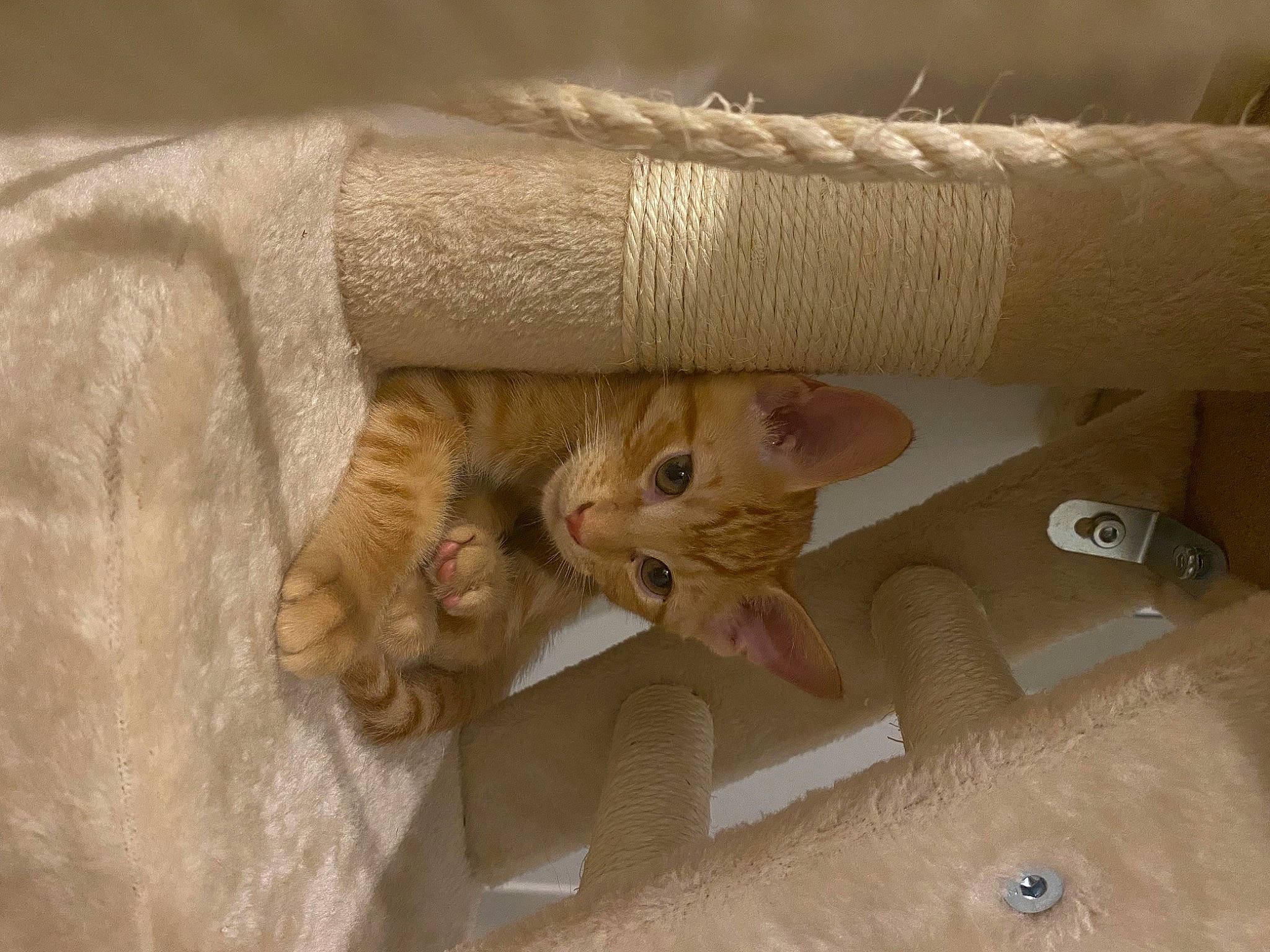 Taki a rejoint le concours — aidez-le/la à gagner de superbes lots ! beige, carnivore, cat, chair, comfort, domestic_short_haired_cat, fawn, felidae, flooring, fur, hand, hardwood, nail, paw, small_to_medium_sized_cats, snout, tail, whiskers, wood, wool