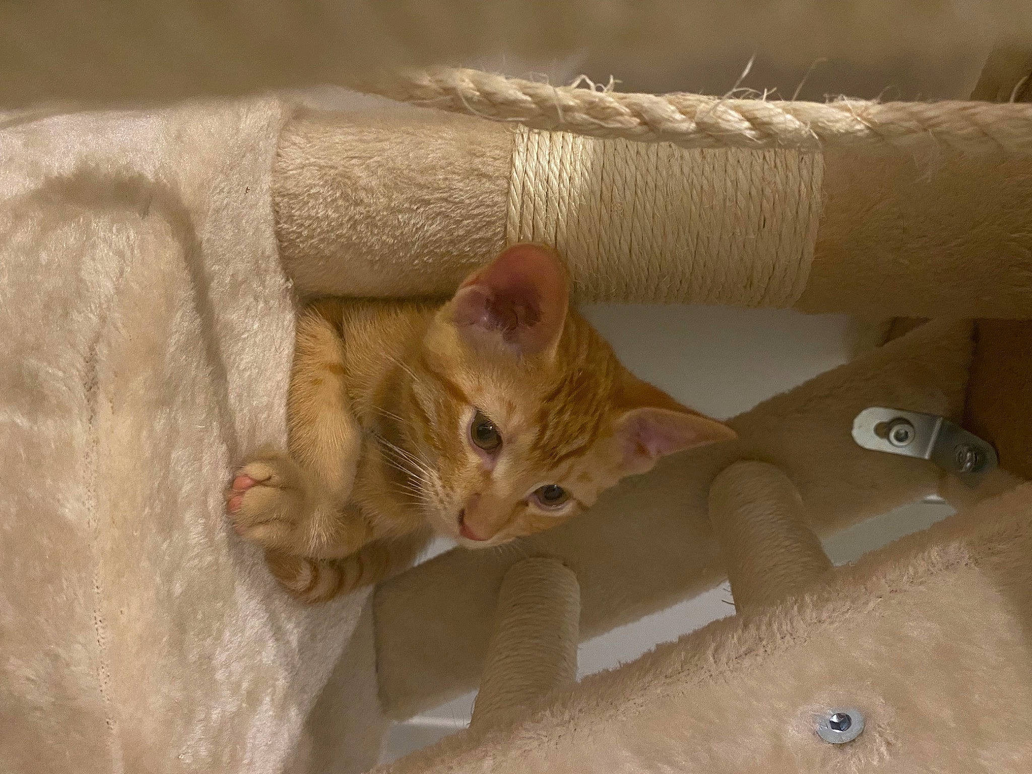 Taki participe au concours pour gagner de l'argent avec cette photo : carnivore, cat, cat_bed, cat_supply, comfort, couch, domestic_short_haired_cat, eye, fawn, felidae, fur, hardwood, linens, paw, small_to_medium_sized_cats, snout, tail, thread, whiskers, wood