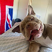 Casper joined the competition — help win amazing prizes! bed, blanket, canine, dog, domestic, door, ears, flag, fur, happy, indoor, mouth, paw, pet, playful, room, smiling, tongue, union_jack, wall