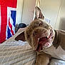 bed, blanket, canine, dog, domestic, door, ears, flag, fur, happy, indoor, mouth, paw, pet, playful, room, smiling, tongue, union_jack, wall