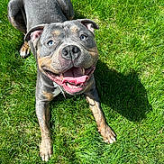 Chompers is registered to the contest to win money with this photo: animal, blue_eyes, canine, cute, daylight, dog, ears, friendly, fur, grass, happy, lying_down, muzzle, nature, outdoor, pet, playful, smiling, sunlight, tongue_out