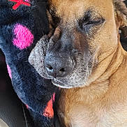 Hutch is registered to the contest to win money with this photo: animal, blanket, brown_fur, close_up, comfort, companion, cozy, cute, dog, face, fur_texture, indoor, napping, pet, relaxed, resting, sleeping, snout, soft, warm