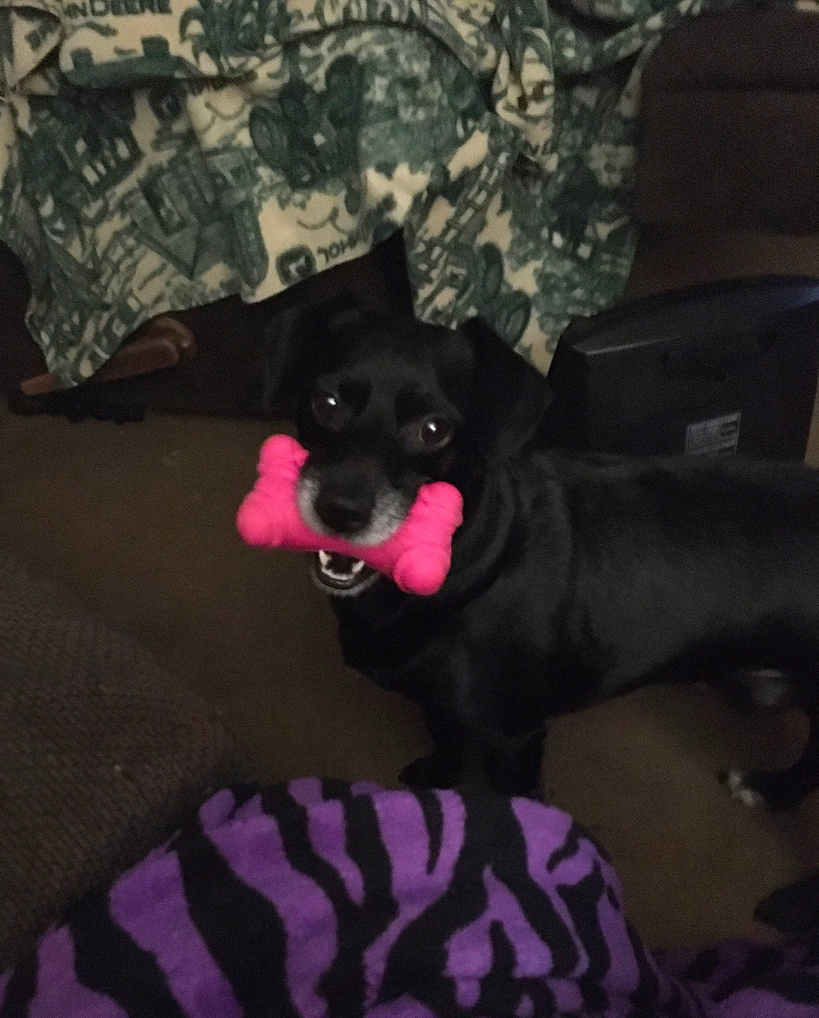 Mack joined the competition — help win amazing prizes! canidae, carnivore, collar, comfort, companion_dog, dog, dog_breed, dog_collar, dog_supply, fawn, fur, magenta, non_sporting_group, paw, pink, snout, sporting_group, tail, tints_and_shades, working_animal