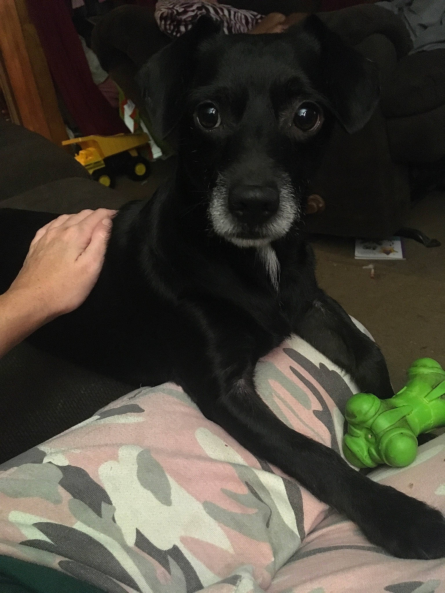 Mack is registered to the contest to win money with this photo: canidae, carnivore, comfort, companion_dog, dog, dog_breed, dog_supply, fawn, fur, green, guard_dog, human_leg, military_camouflage, sitting, snout, sporting_group, thigh, toy_dog, whiskers, working_animal