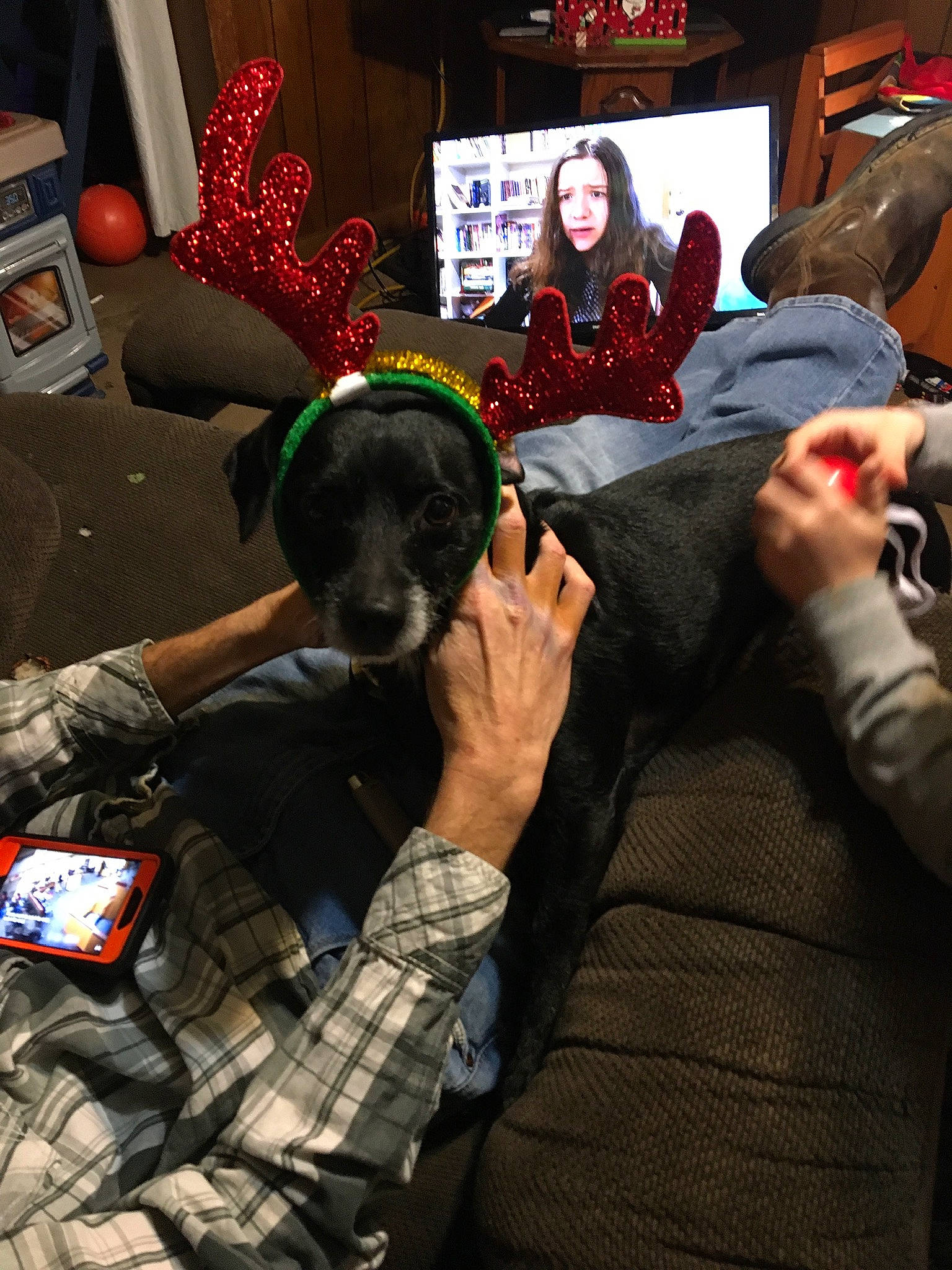 Mack joined the competition — help win amazing prizes! bag, carnivore, chair, comfort, companion_dog, cool, couch, dog, dog_breed, event, fun, fur, guard_dog, hand, holiday, lap, living_room, room, sitting, sporting_group