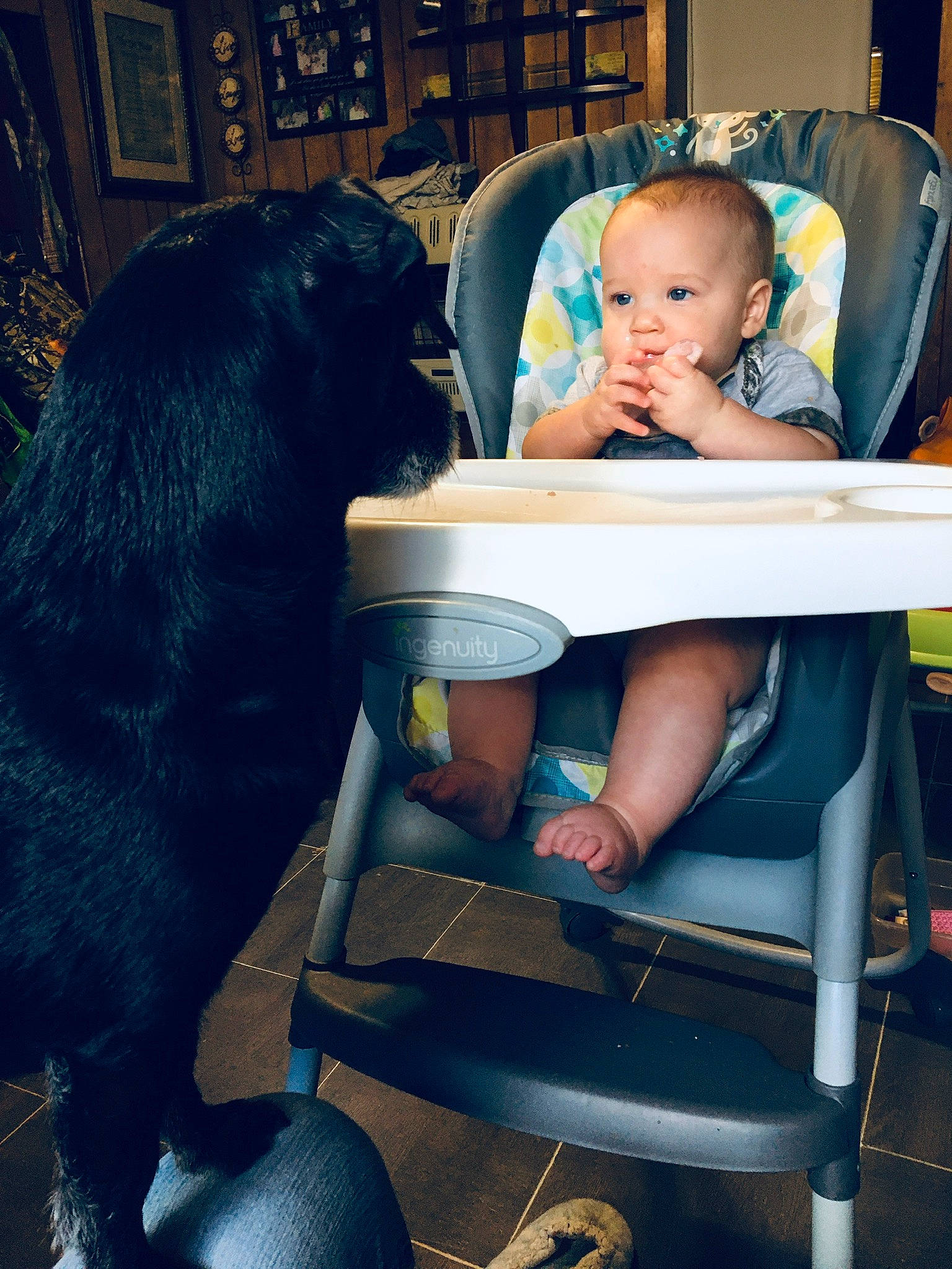 Mack is registered to the contest to win money with this photo: azure, blue, carnivore, chair, comfort, electric_blue, felidae, fun, hand, head, human_body, lap, leg, leisure, light, shoulder, snapshot, standing, t_shirt, thigh