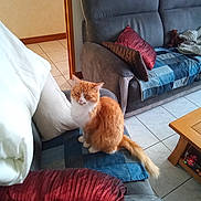 Simba participe au concours pour gagner de l'argent avec cette photo : cat, orange_cat, white_cat, fluffy, long_hair, pet, animal, sitting, sofa, couch, cushions, blanket, living_room, indoor, home, tiled_floor, wooden_table, teddy_bear, portrait, relaxed