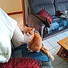 cat, orange_cat, white_cat, fluffy, long_hair, pet, animal, sitting, sofa, couch, cushions, blanket, living_room, indoor, home, tiled_floor, wooden_table, teddy_bear, portrait, relaxed