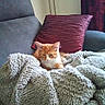 Simba participe au concours pour gagner de l'argent avec cette photo : cat, orange_cat, white_cat, fluffy, furry, pet, animal, sleepy, sitting, blanket, couch, pillow, home, indoors, cozy, relaxed, portrait, whiskers, ears, fabric
