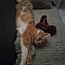 Simba a rejoint le concours — aidez-le/la à gagner de superbes lots ! cat, kitten, orange_cat, white_fur, fluffy, sleeping, lying_down, upside_down, relaxed, indoor, couch, blanket, plush_toy, furniture, cozy, pet, animal, long_fur, resting, portrait