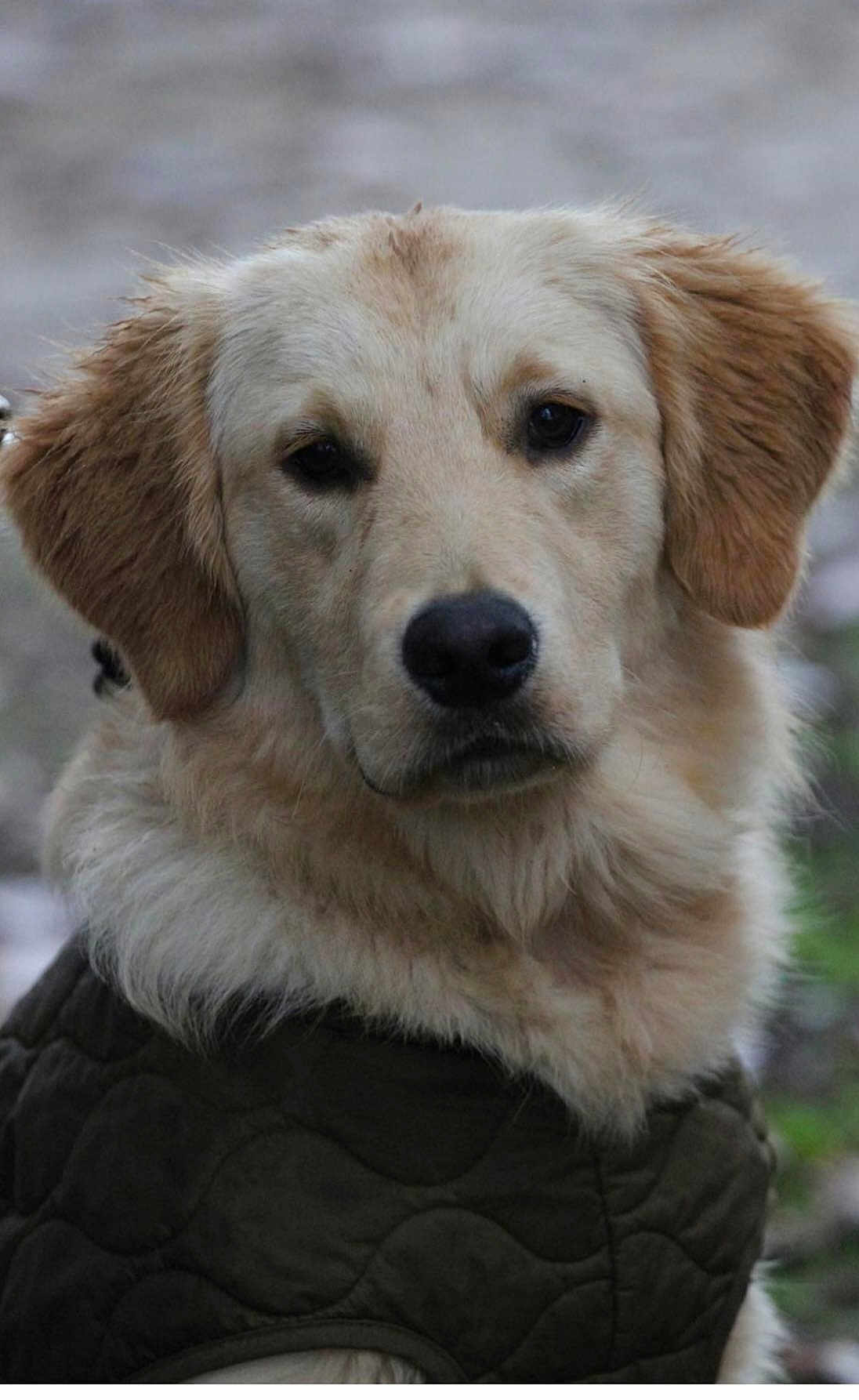 Ramses a rejoint le concours — aidez-le/la à gagner de superbes lots ! dog, golden_retriever, portrait, close_up, pet, animal, fur, ears, nose, outdoor, jacket, canine, mammal, looking, cute, friendly, fluffy, head, expression, nature