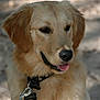 Ramses a rejoint le concours — aidez-le/la à gagner de superbes lots ! dog, golden_retriever, pet, animal, leash, collar, outdoor, portrait, canine, fur, tongue, friendly, cute, smiling, close_up, nature, summer, young_dog, happy, domestic_animal