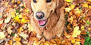 Ramses participe au concours pour gagner de l'argent avec cette photo : dog, golden_retriever, autumn, fall_leaves, outdoor, leaf_litter, happy, pet, nature, wet_fur, brown, yellow, orange, canine, animal, seasonal, smiling, looking_up, grass, playful