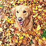 dog, golden_retriever, autumn, fall_leaves, outdoor, leaf_litter, happy, pet, nature, wet_fur, brown, yellow, orange, canine, animal, seasonal, smiling, looking_up, grass, playful