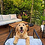 Ramses participe au concours pour gagner de l'argent avec cette photo : dog, golden_retriever, smiling, outdoor, deck, wooden_floor, chair, cushion, table, umbrella, plants, greenery, furniture, sunlight, pet, happy, canine, relaxing, backyard, summer