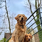 Ramses participe au concours pour gagner de l'argent avec cette photo : dog, golden_retriever, outdoor, nature, pet, animal, canine, fence, metal_railings, sky, tree, portrait, two_dogs, brown_dog, sitting, lying_down, collar, fur, cute, companions