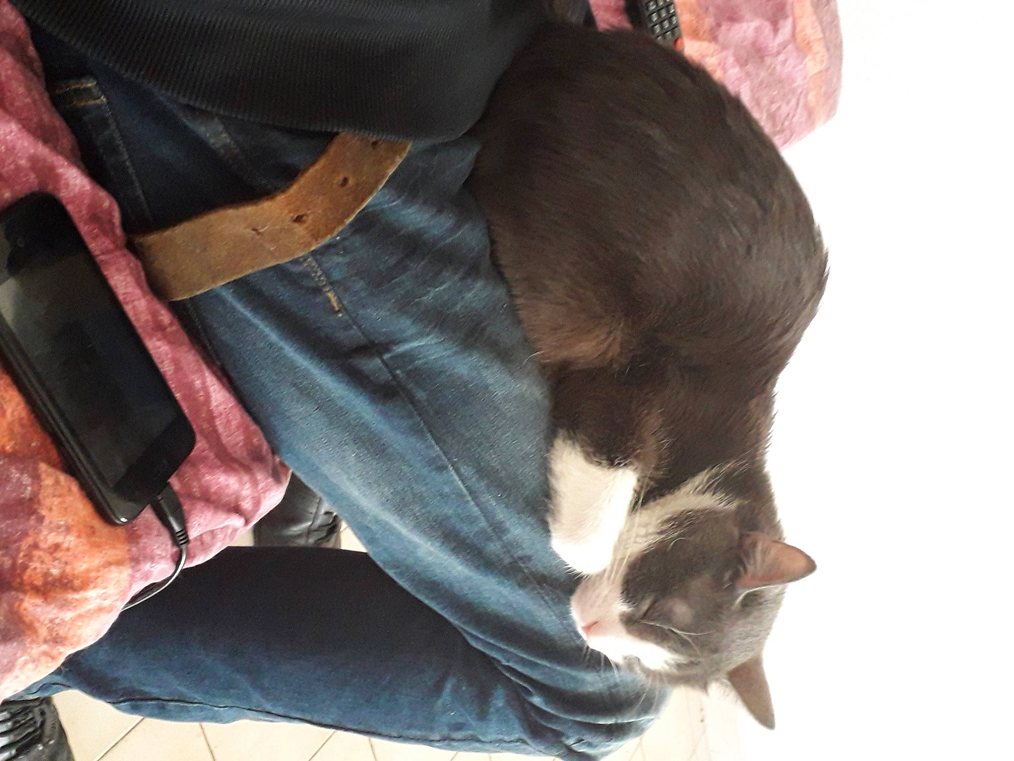 Olaf a rejoint le concours — aidez-le/la à gagner de superbes lots ! canidae, carnivore, cat, ear, sporting_group, tail