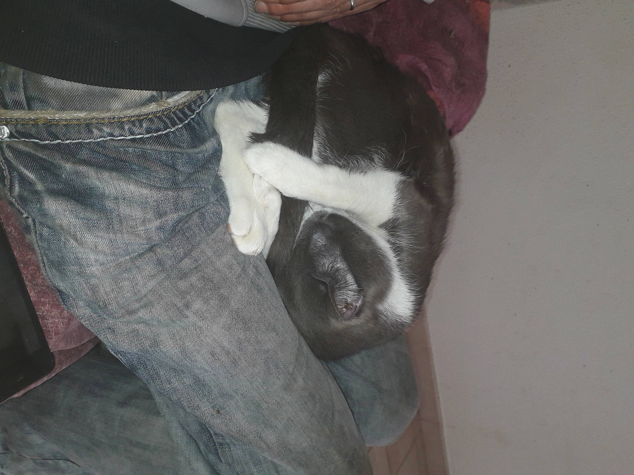 Olaf participe au concours pour gagner de l'argent avec cette photo : boston_terrier, canidae, carnivore, dog_breed, ear, fawn, leg, non_sporting_group, tail