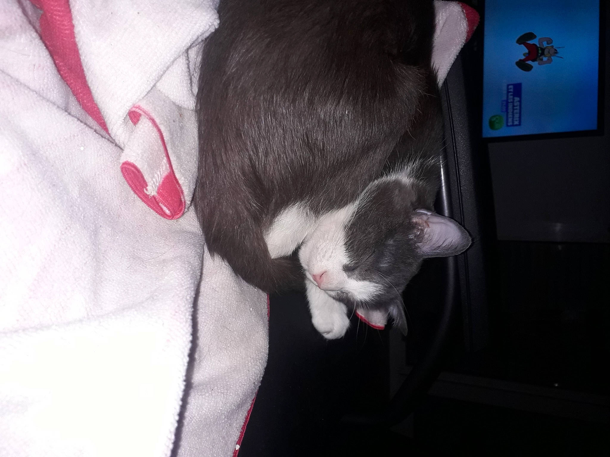 Olaf participe au concours pour gagner de l'argent avec cette photo : carnivore, cat, domestic_short_haired_cat, ear, fawn, felidae, kitten, skin, small_to_medium_sized_cats, snout, tail, whiskers