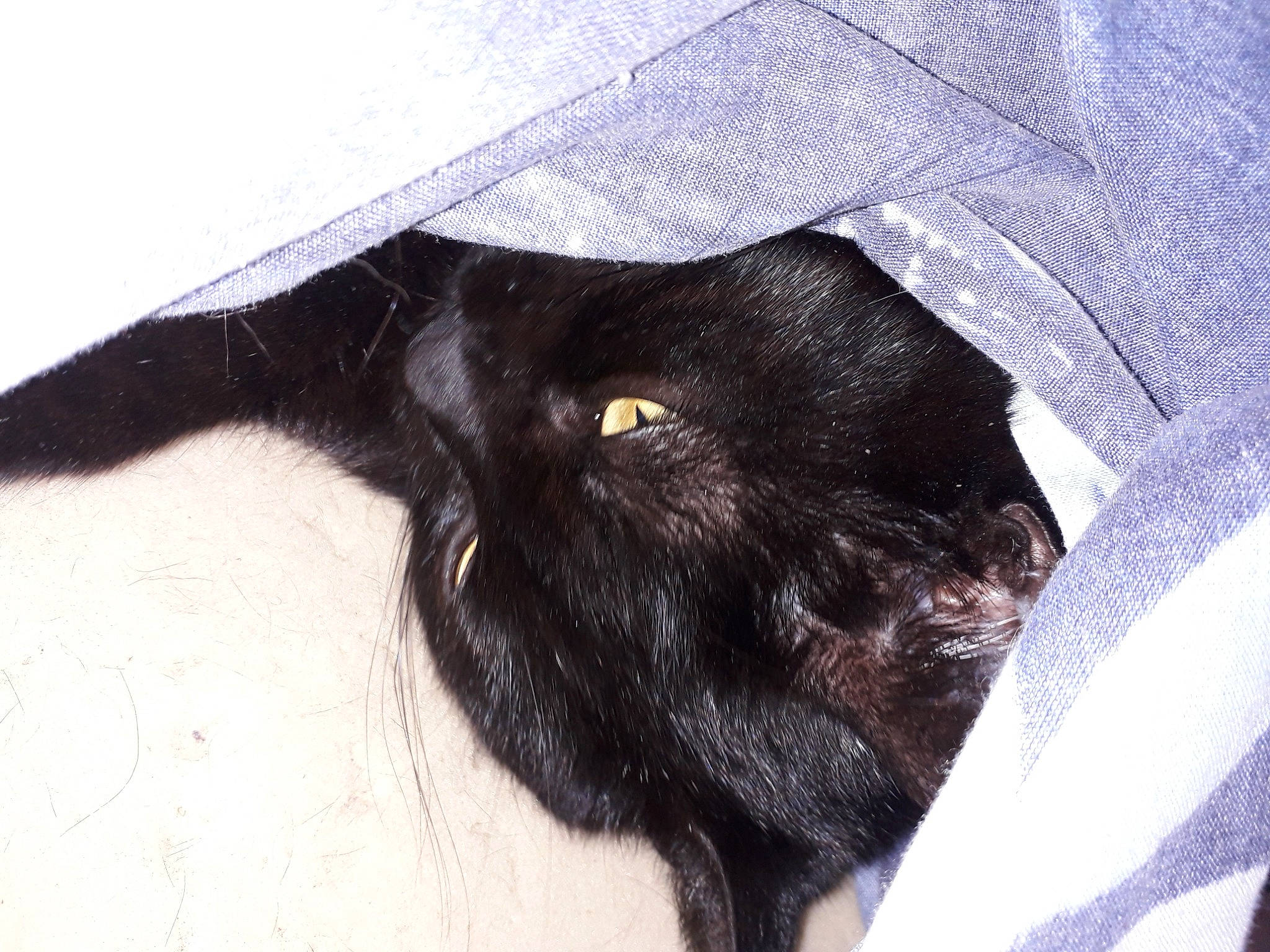 Reglisse a rejoint le concours — aidez-le/la à gagner de superbes lots ! black, black_cat, black_hair, bombay, cat, ear, felidae, fur, hair, small_to_medium_sized_cats, snout, tail, whiskers