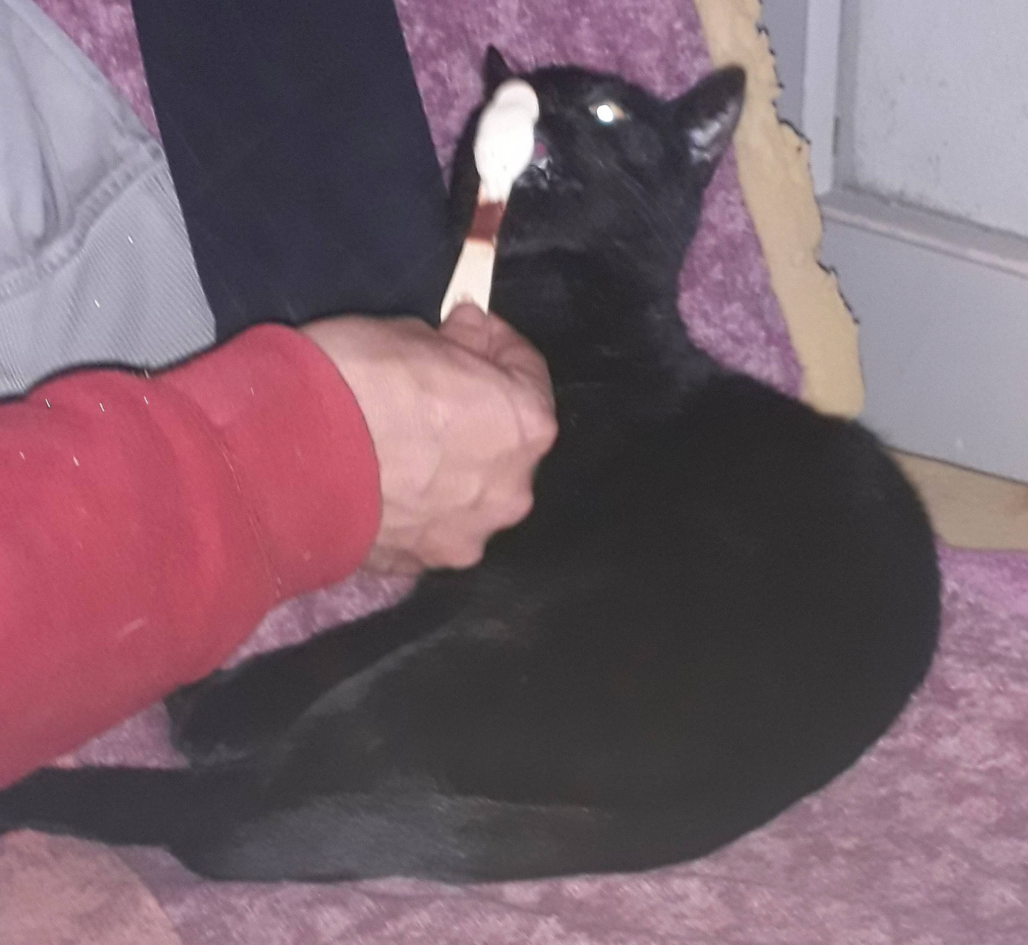 Reglisse a rejoint le concours — aidez-le/la à gagner de superbes lots ! black, black_cat, bombay, carnivore, cat, domestic_short_haired_cat, ear, felidae, leg, small_to_medium_sized_cats, tail, whiskers