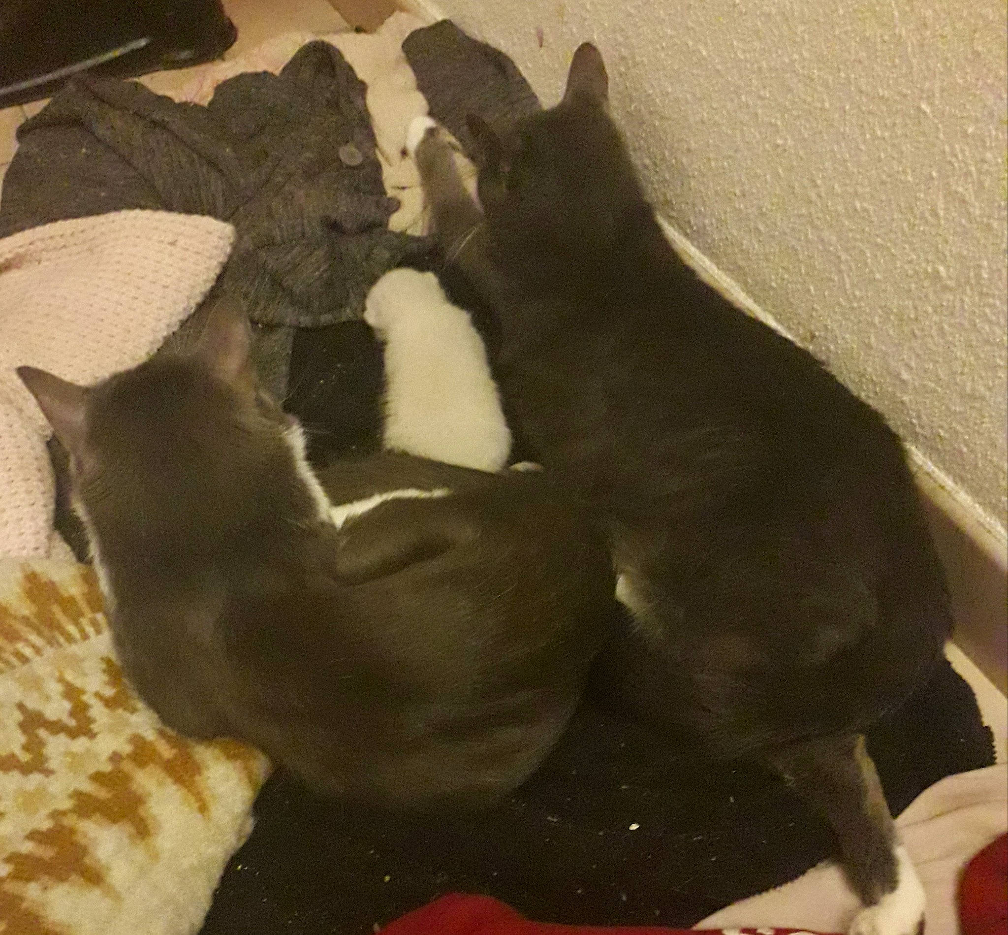 Vanille Olaf Bébé Ratatouille