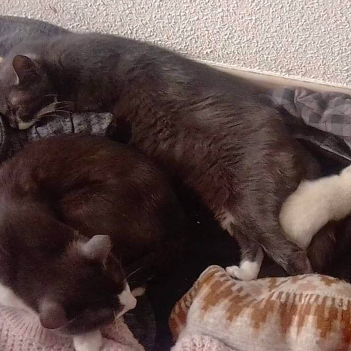 Vanille Olaf Bébé Ratatouille a rejoint le concours — aidez-le/la à gagner de superbes lots ! burmese, canidae, carnivore, cat, dog_breed, fawn, felidae, fur, kitten, liver, nap, puppy, sleep, small_to_medium_sized_cats, tail, whiskers