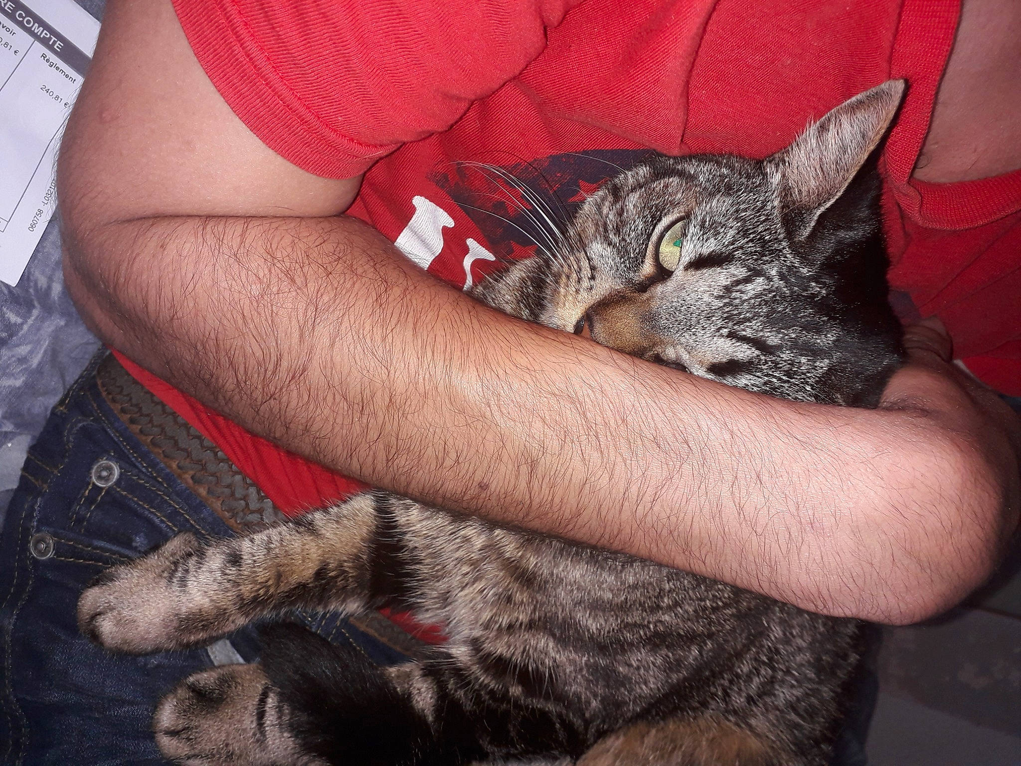 Nala participe au concours pour gagner de l'argent avec cette photo : asian, california_spangled, carnivore, cat, claw, domestic_short_haired_cat, dragon_li, egyptian_mau, european_shorthair, felidae, german_rex, mammal, nap, paw, pixie_bob, small_to_medium_sized_cats, tabby_cat, whiskers