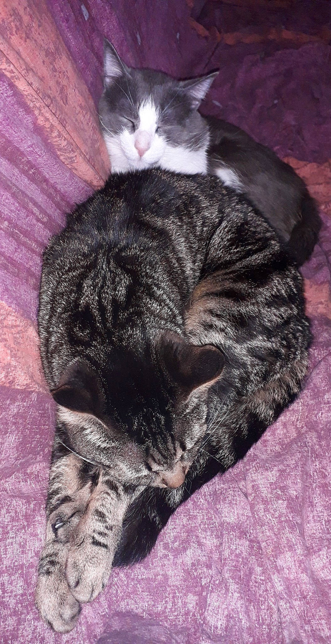 Nala participe au concours pour gagner de l'argent avec cette photo : asian, carnivore, cat, domestic_short_haired_cat, dragon_li, european_shorthair, felidae, fur, german_rex, mammal, nap, paw, small_to_medium_sized_cats, snout, tabby_cat, tail, whiskers