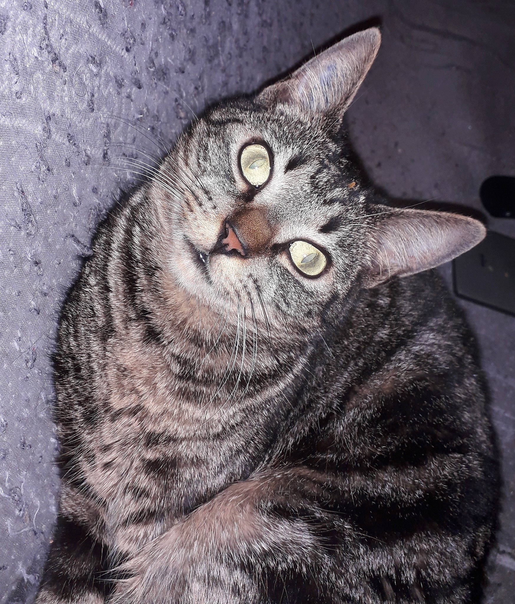 Nala a rejoint le concours — aidez-le/la à gagner de superbes lots ! american_shorthair, american_wirehair, asian, california_spangled, carnivore, cat, domestic_short_haired_cat, dragon_li, european_shorthair, eye, felidae, fur, german_rex, mammal, ocicat, small_to_medium_sized_cats, snout, tabby_cat, vertebrate, whiskers