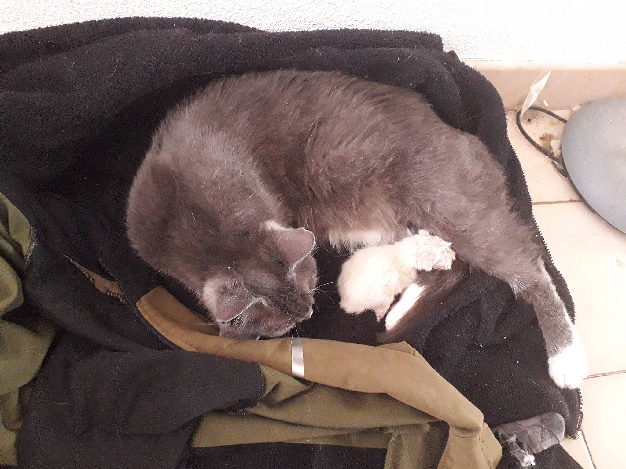 Vanille a rejoint le concours — aidez-le/la à gagner de superbes lots ! carnivore, cat, chartreux, comfort, fawn, felidae, korat, nap, russian_blue, sleep, small_to_medium_sized_cats, snout