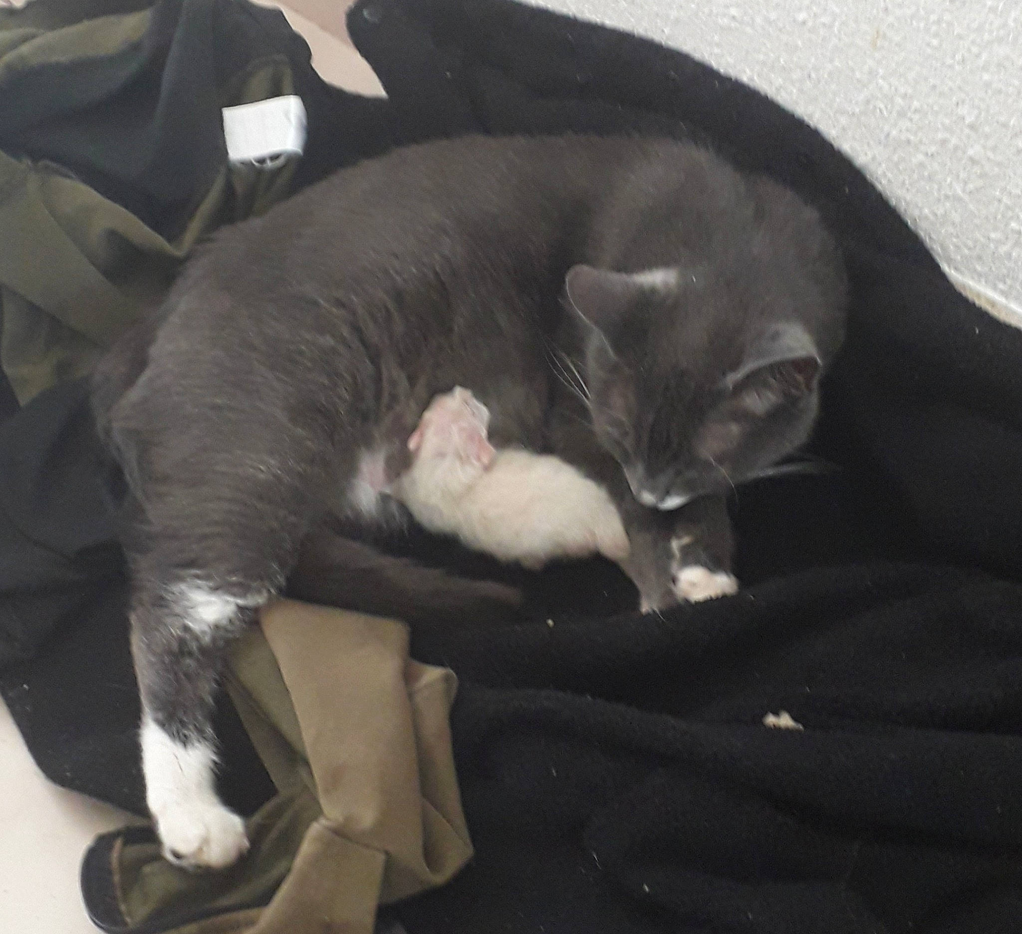 Vanille a rejoint le concours — aidez-le/la à gagner de superbes lots ! carnivore, cat, felidae, kitten, mammal, nap, paw, russian_blue, small_to_medium_sized_cats, snout, whiskers