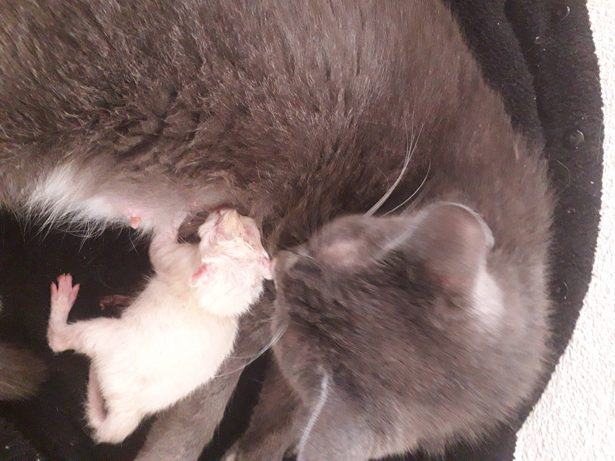 Vanille a rejoint le concours — aidez-le/la à gagner de superbes lots ! carnivore, cat, domestic_short_haired_cat, ear, felidae, fur, kitten, nose, organ, polydactyl_cat, small_to_medium_sized_cats, snout, tail, whiskers