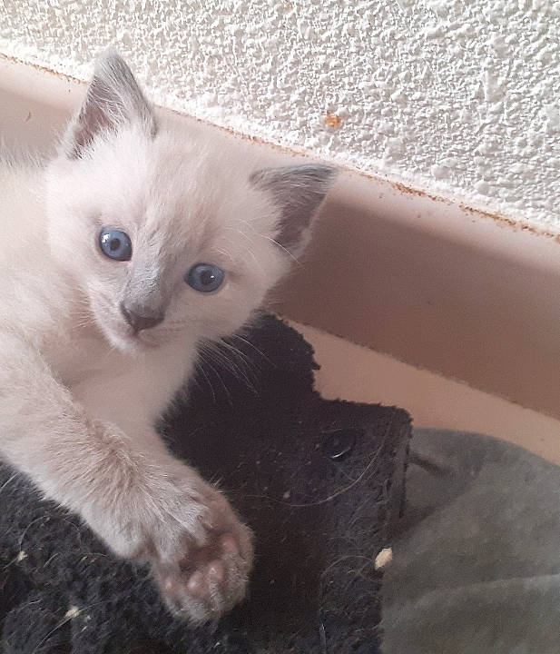 Ratatouille participe au concours pour gagner de l'argent avec cette photo : asian, carnivore, cat, domestic_long_haired_cat, domestic_short_haired_cat, eye, fawn, felidae, german_rex, iris, javanese, kitten, mammal, ojos_azules, polydactyl_cat, ragdoll, small_to_medium_sized_cats, turkish_angora, vertebrate, whiskers