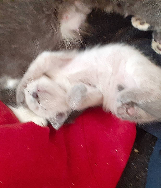 Ratatouille a rejoint le concours — aidez-le/la à gagner de superbes lots ! carnivore, cat, fawn, felidae, fur, kitten, paw, persian, polydactyl_cat, ragdoll, small_to_medium_sized_cats, tail, turkish_angora, whiskers