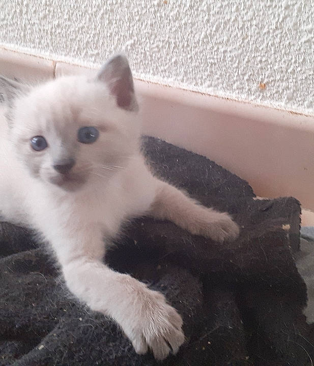 Ratatouille participe au concours pour gagner de l'argent avec cette photo : british_shorthair, burmilla, carnivore, cat, domestic_short_haired_cat, eye, fawn, felidae, iris, javanese, khao_manee, kitten, mammal, ojos_azules, ragdoll, small_to_medium_sized_cats, tail, turkish_angora, vertebrate, whiskers