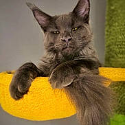 Ozzy joined the competition — help win amazing prizes! animal, calm, cat, closeup, cute, domestic_cat, ears, feline, fluffy_tail, furry, gray_cat, house_pet, indoor, paw, pet, portrait, relaxed, resting, whiskers, yellow_perch