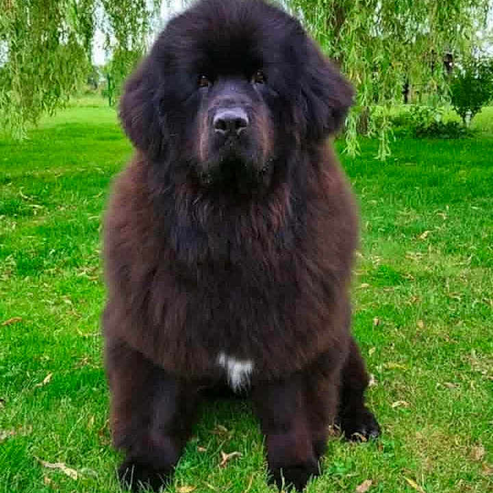 Karavella participe au concours pour gagner de l'argent avec cette photo : adorable, animal, black_dog, canine, companion, cute, dog, fluffy, fur, grass, greenery, leafy, mammal, nature, outdoor, park, pet, portrait, sitting, tree