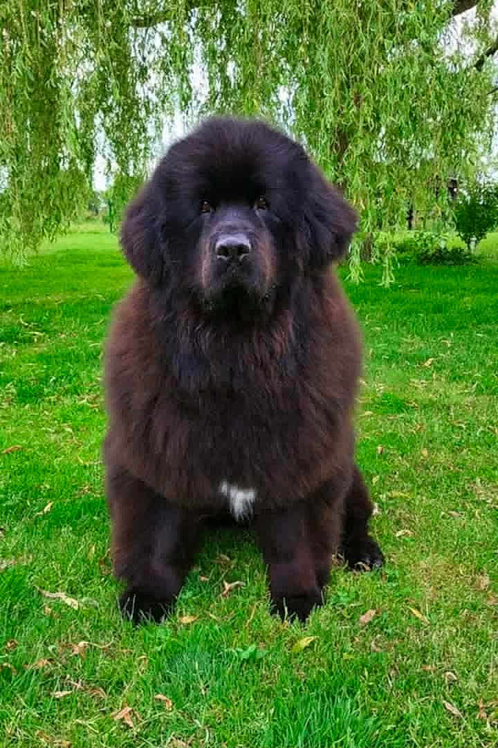 Karavella participe au concours pour gagner de l'argent avec cette photo : dog, black_dog, fluffy, grass, outdoor, pet, canine, nature, tree, greenery, animal, sitting, fur, park, leafy, cute, mammal, companion, adorable, portrait